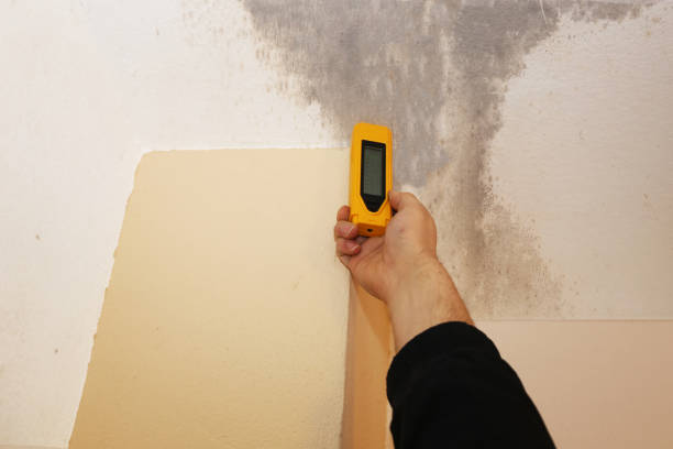  Lower Grand Lagoon, FL Mold Removal Pros