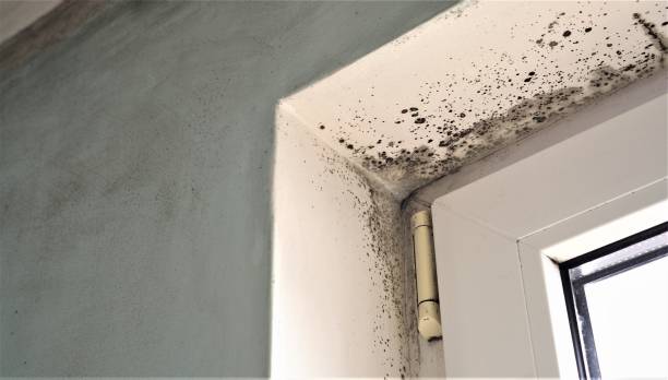 Best Mold Removal for HVAC Installations  in Lower Grand Lagoon, FL