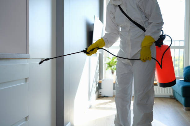 Best Attic Mold Removal  in Lower Grand Lagoon, FL