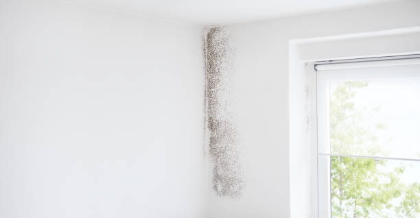 Best Comprehensive Air Testing for Mold Contaminants  in Lower Grand Lagoon, FL