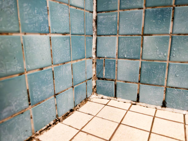Best Environmental Consulting for Mold Prevention  in Lower Grand Lagoon, FL