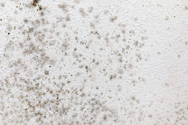 Best Emergency Mold Remediation  in Lower Grand Lagoon, FL