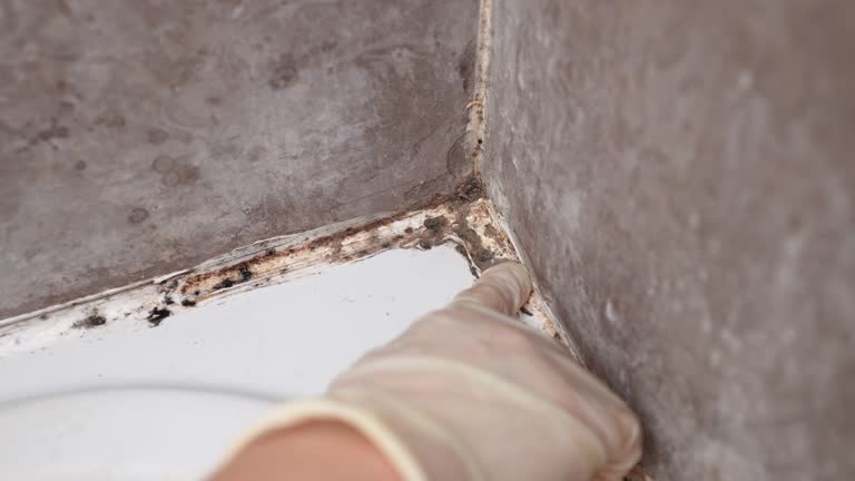 Best Mold Damage Restoration  in Lower Grand Lagoon, FL